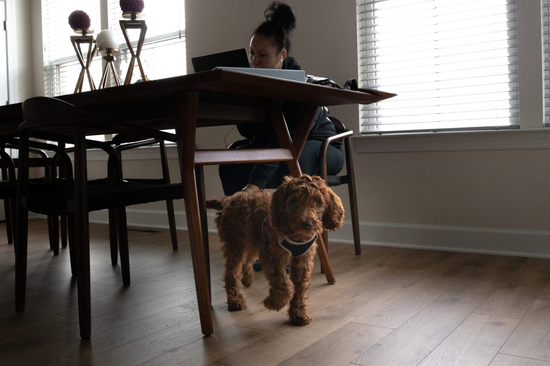 Pessoa trabalhando em home office em uma mesa com o seu cachorro
